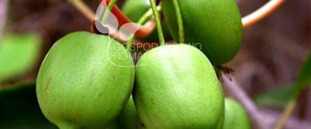 Aukštoji šilauogė Sausmedis valgomasis Raukšlėtoji gervuogė Aktinidija Stambiauogė spanguolė 01