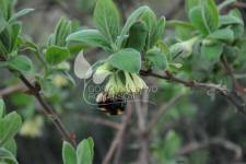 Sausmedis valgomasis