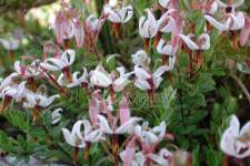 Stambiauogė spanguolė