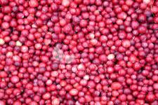 Stambiauogė spanguolė