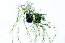 Stambiauogė spanguolė