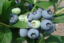 Aukštoji šilauogė